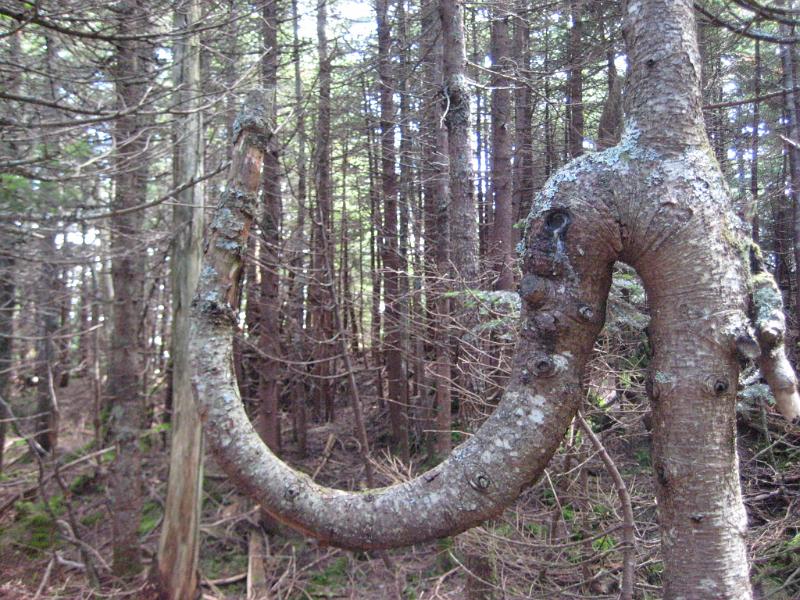 GooseEye-d (8).JPG - This weird branch looks like an elephant.